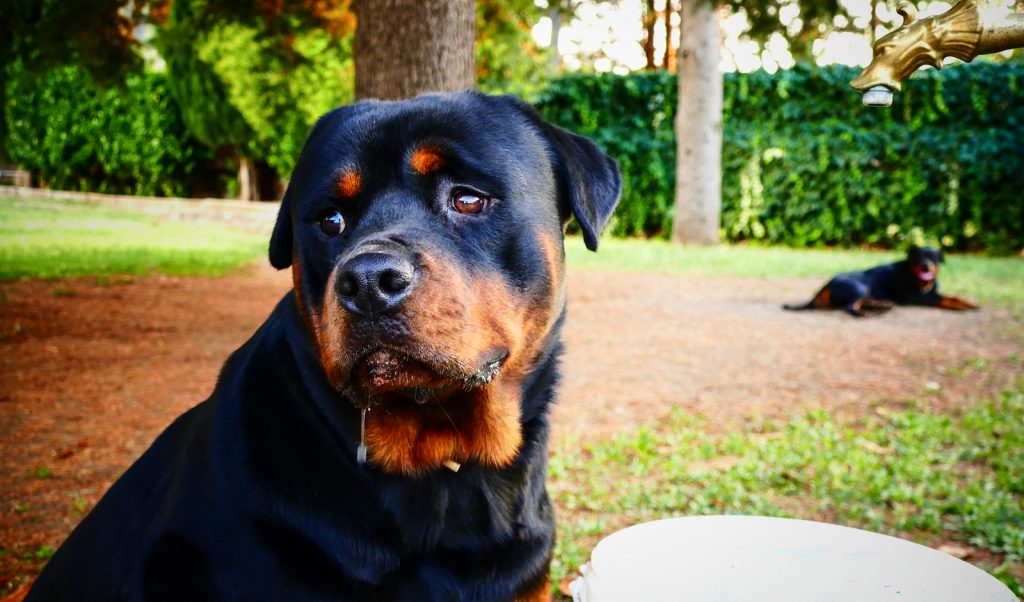 Indianapolis Dog Bite Lawyers 317-881-2700