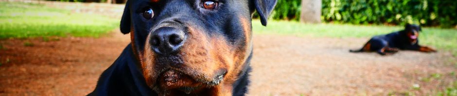 Indianapolis Dog Bite Lawyers 317-881-2700