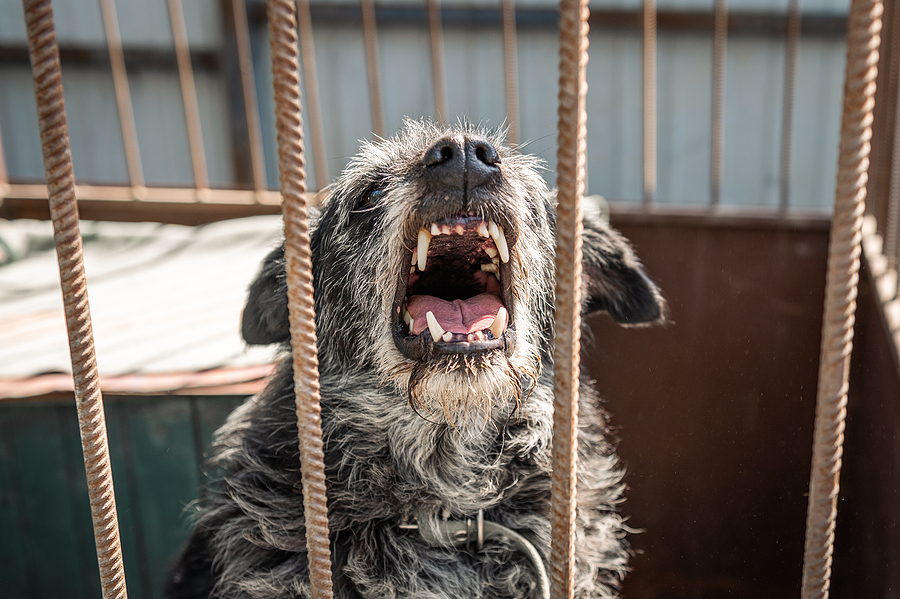 Call 317-881-2700 When You Need a Dog Attack Lawyer in Indiana