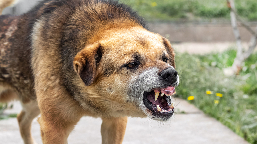 Call 317-881-2700 When You Need a Dog Bite Lawyer in Indiana