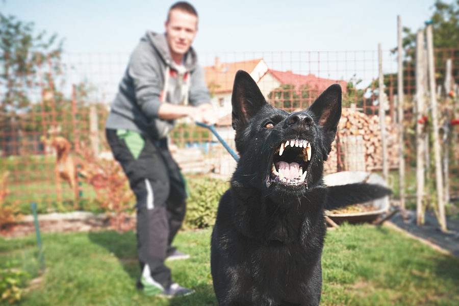 Call 317-881-2700 to Speak With a Dog Bite Accident Lawyer in Indianapolis