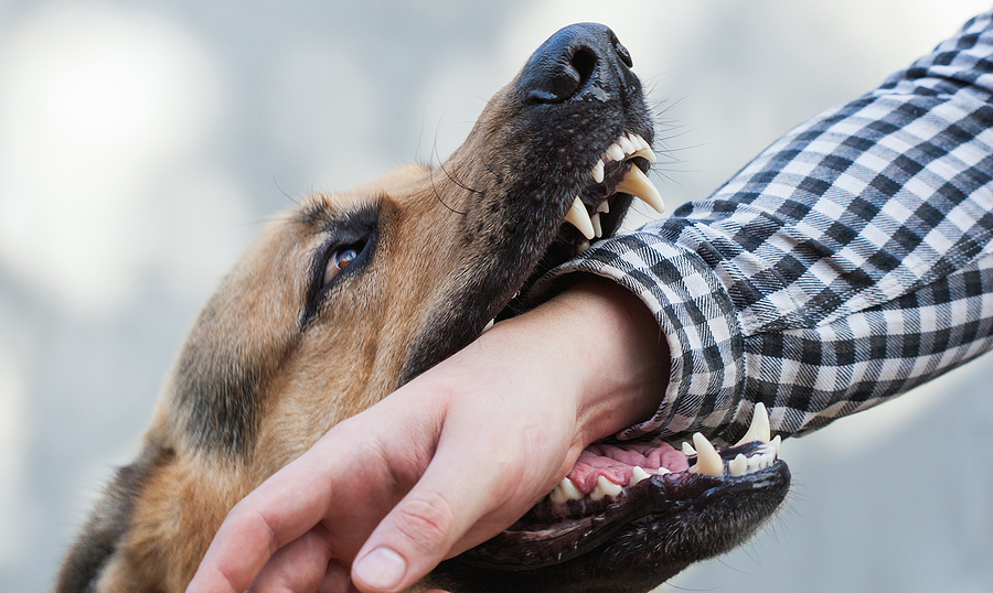 Indiana Dog Bite Liability Laws