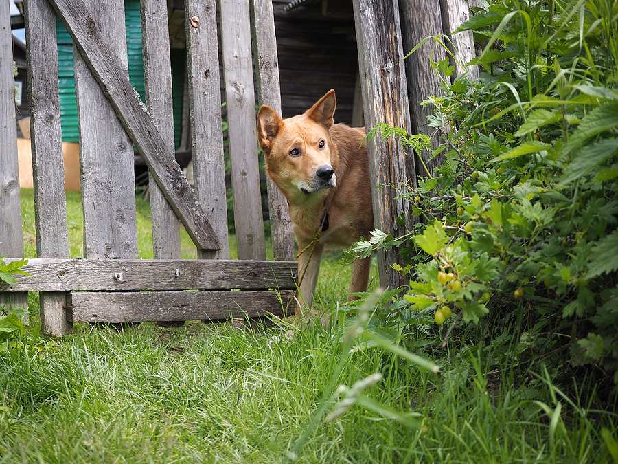 Dog Escapes Owner's Yard